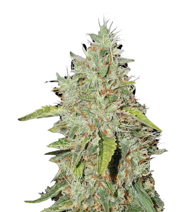 Northern Lights Feminisiert