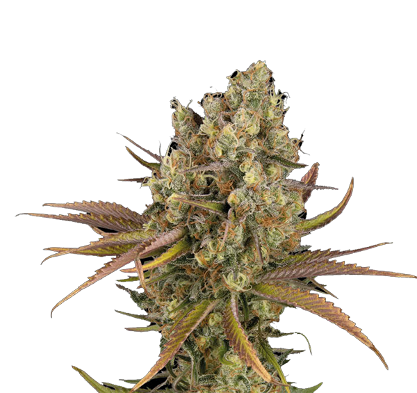 Santa Marta Haze Automatic Feminisiert