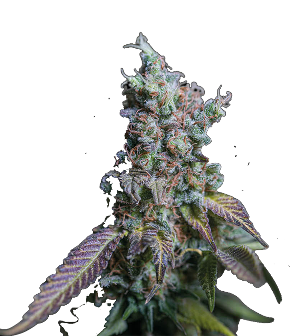 Sour Diesel Automatic Feminisiert
