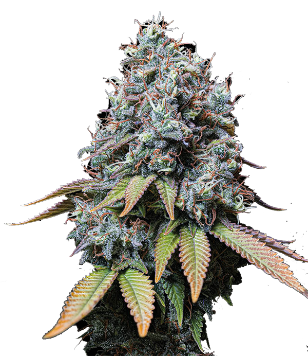Sour Diesel Feminisiert